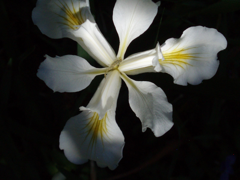 iris.jpg
