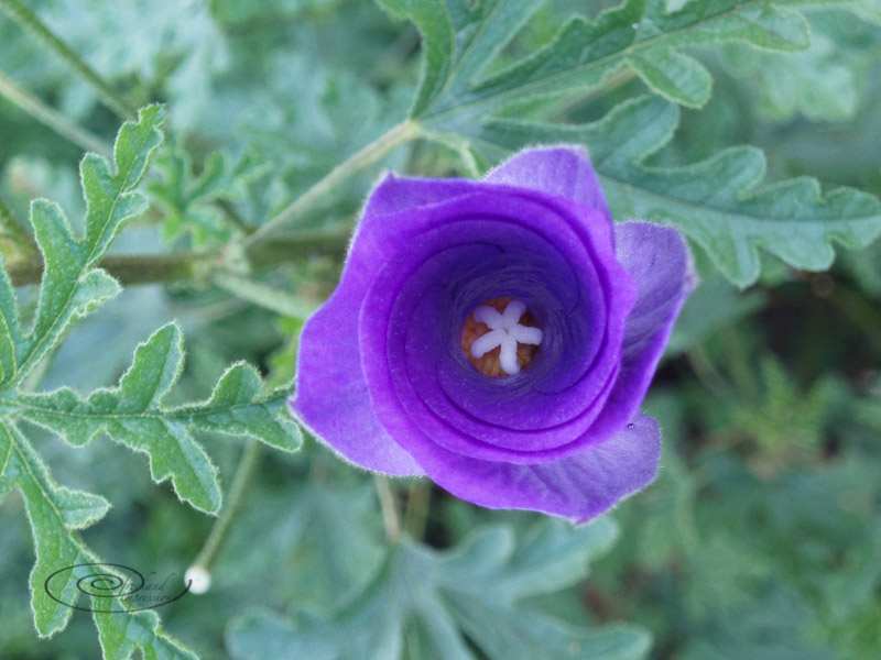 purple bud-1.jpg