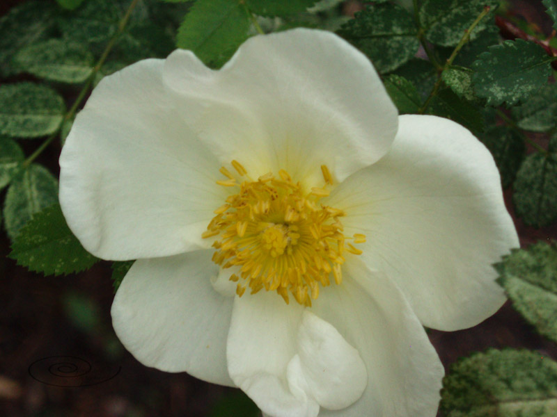 white rose.jpg