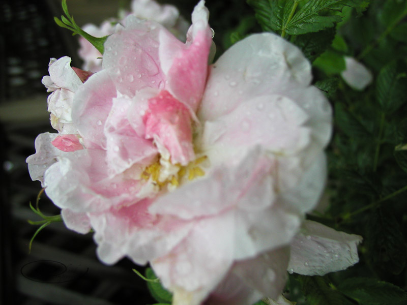 rainy rose-1.jpg