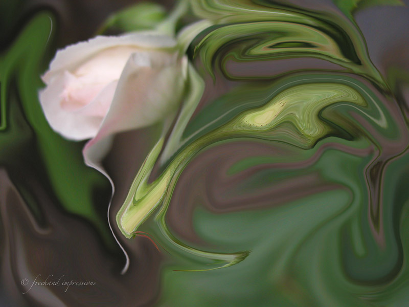 rose swirl-1.jpg