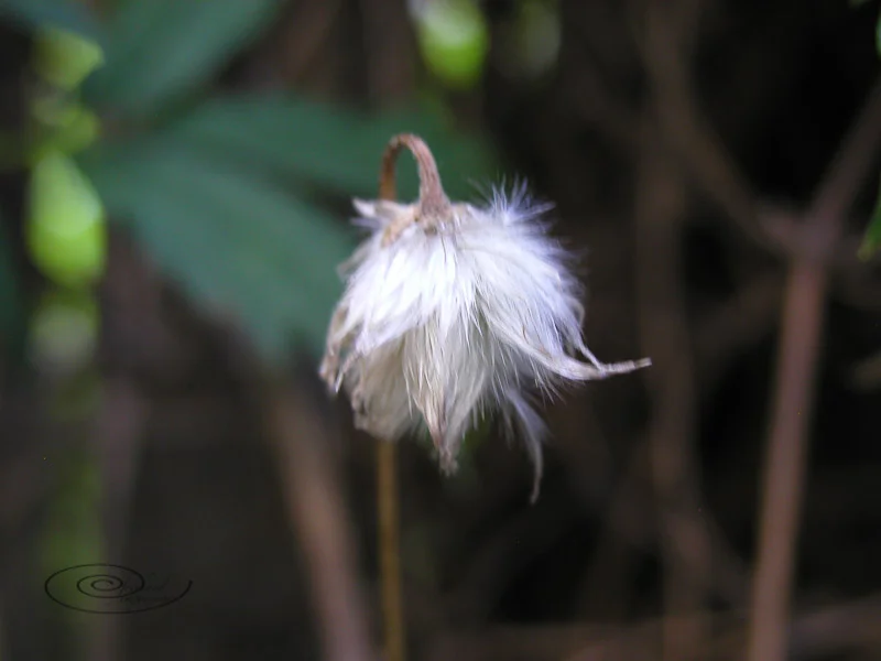 fuzzy nodding head-1.jpg