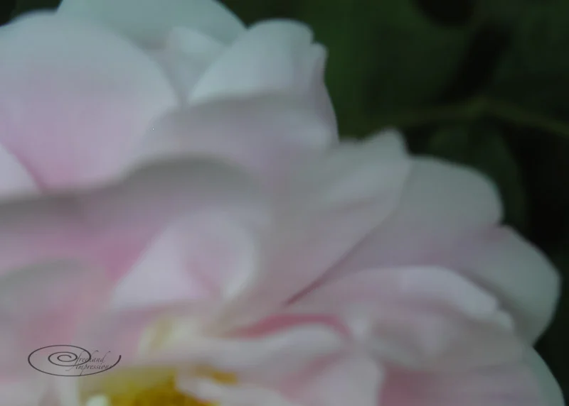 rosecrop blur-1.jpg