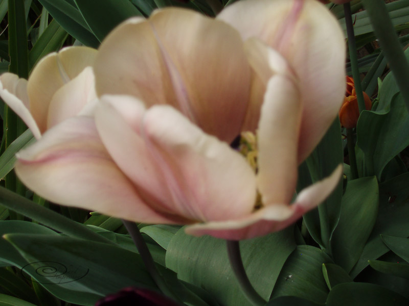 peach tulip-10.jpg