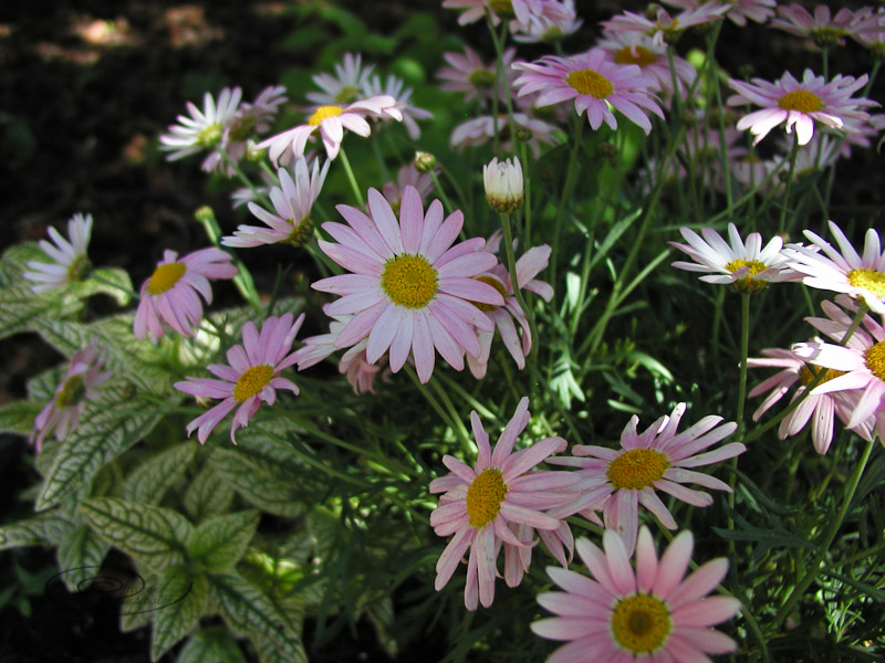 pink daisy-1.jpg