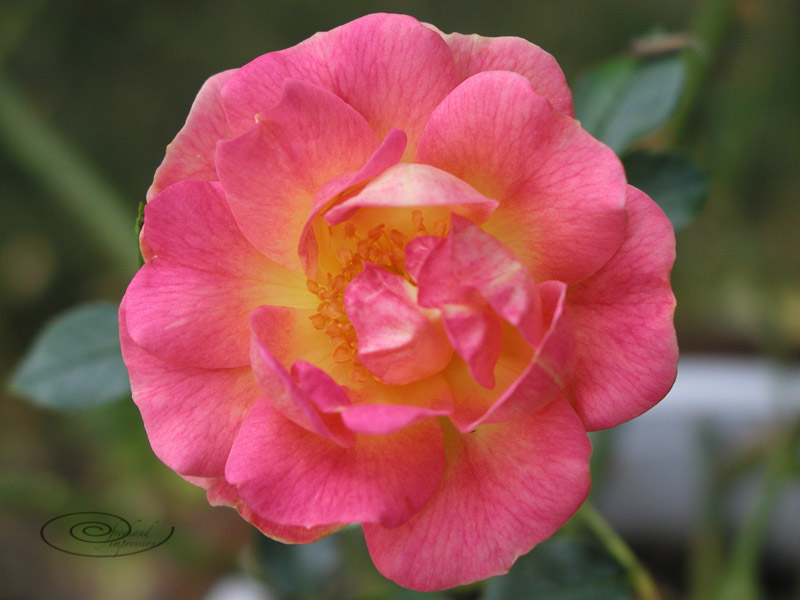fall rose-1.jpg