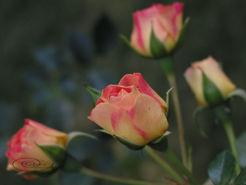 fall rose-2.jpg