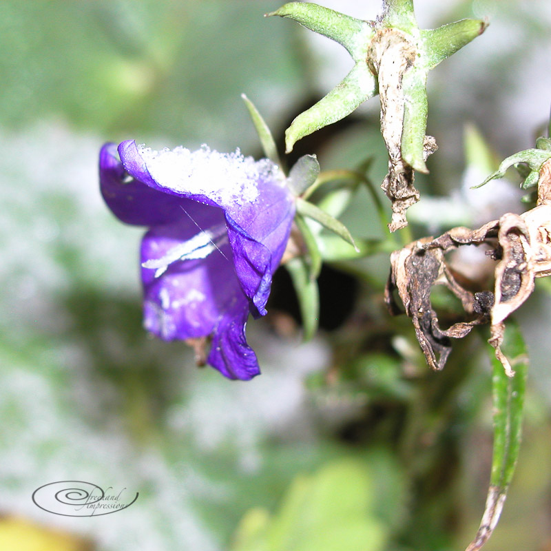 bellflower snow-1.jpg