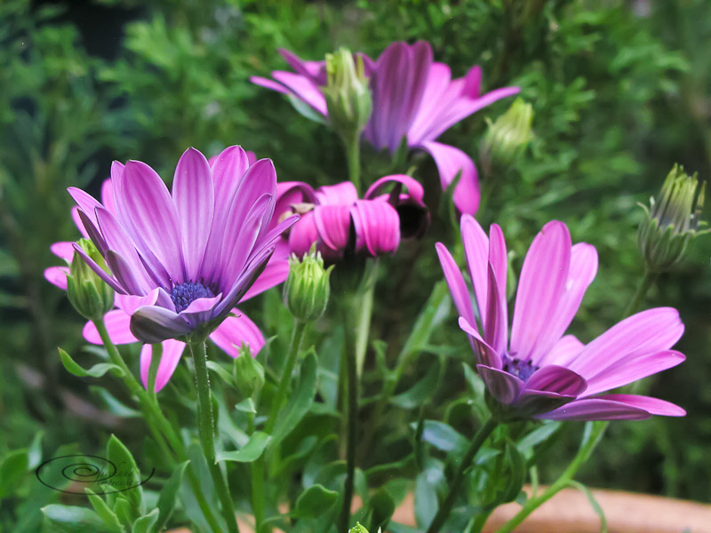 asters-1.jpg