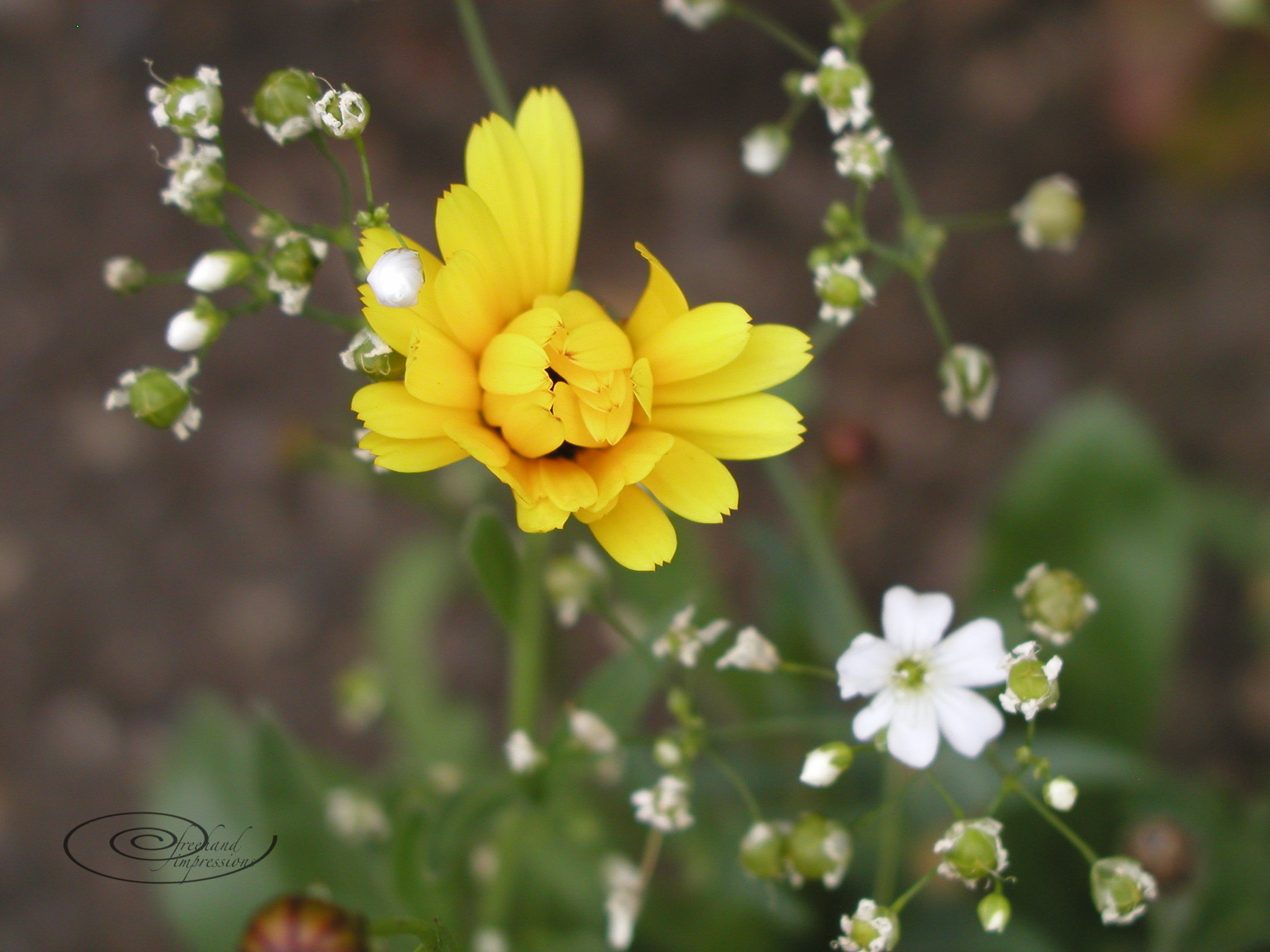 zinnia part bud-1.jpg