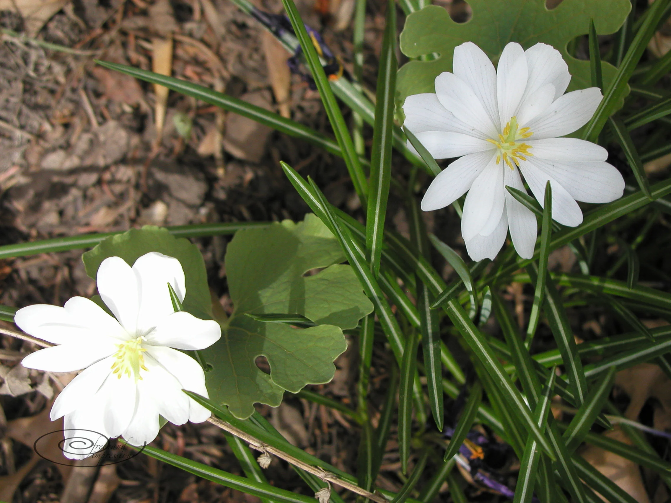 blood root-1.jpg