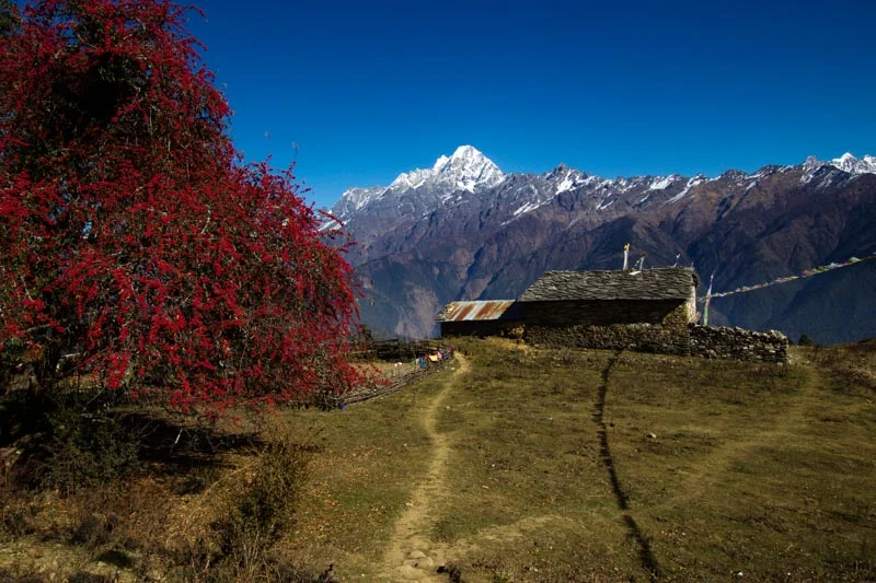 Nepal--7.jpg