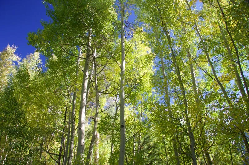 Colorado-.jpg