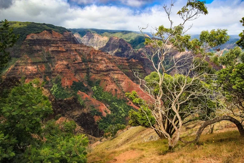 Kaui --2.jpg