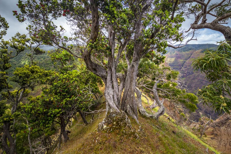 Hawaii-3.jpg