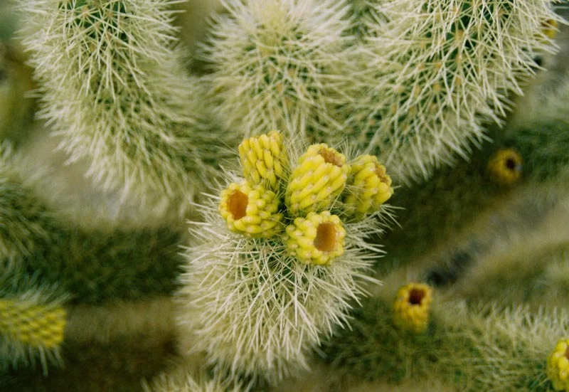 Cacti -.jpg