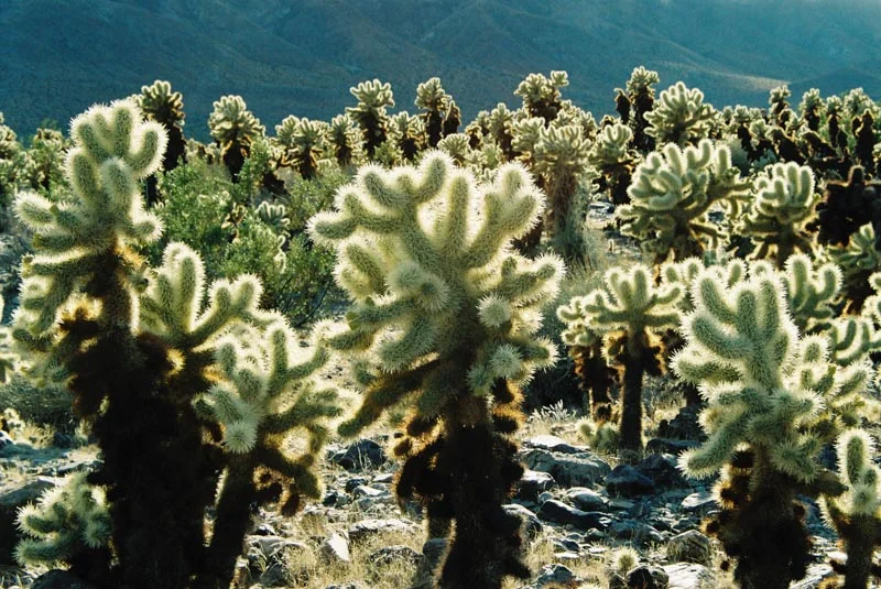 Cacti --2.jpg