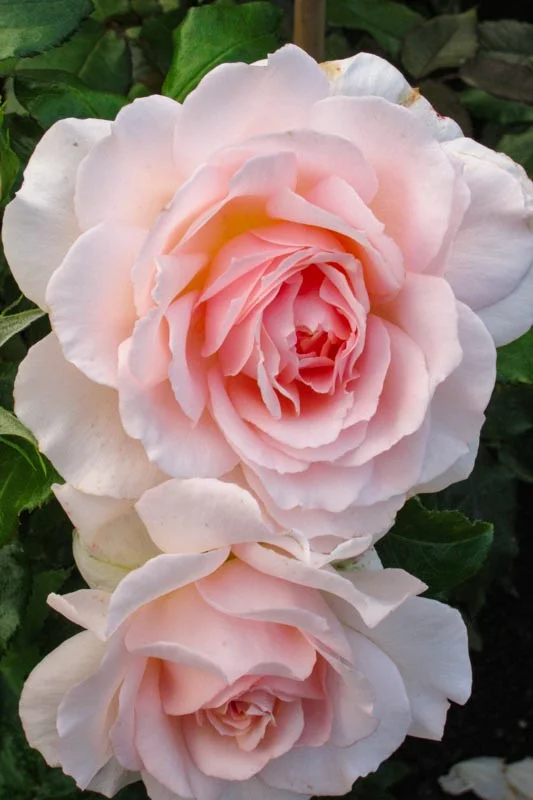Roses--2.jpg