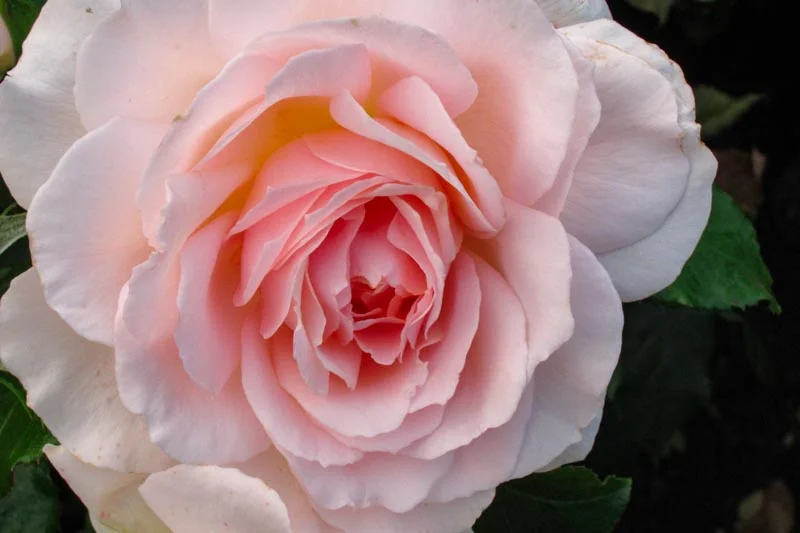 Roses--3.jpg