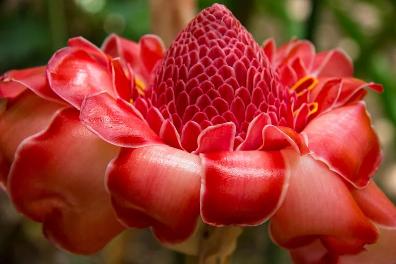 Flowers-.jpg