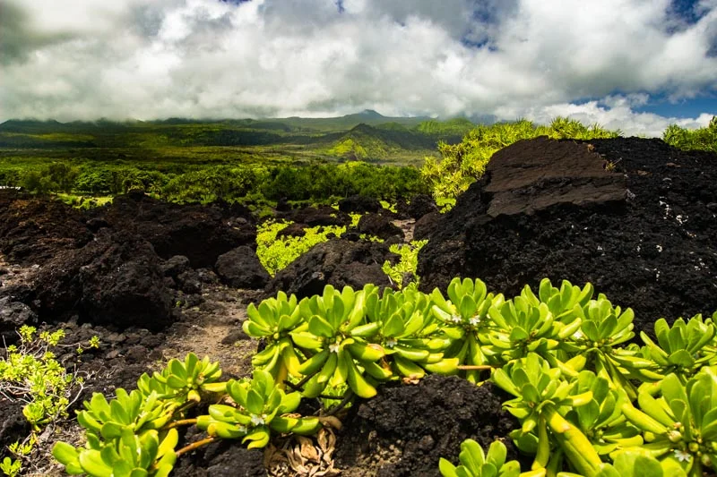 Maui--2.jpg