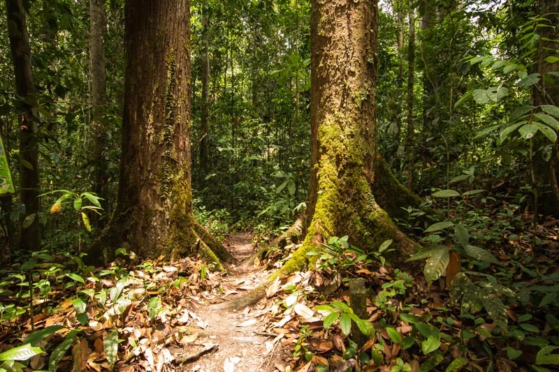Borneo-.jpg