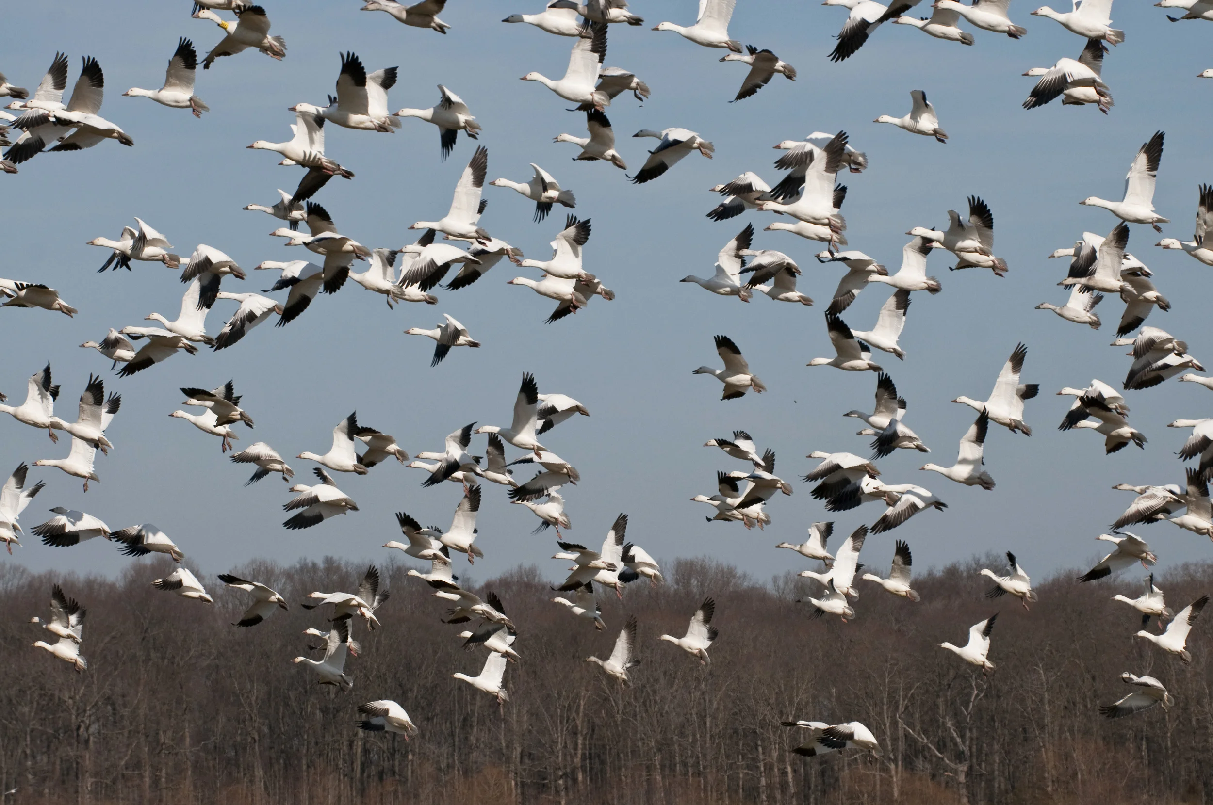snow geese