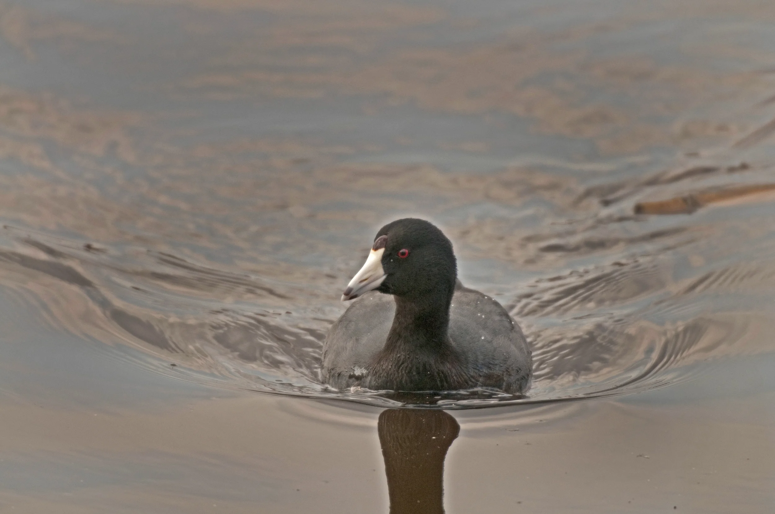 coot