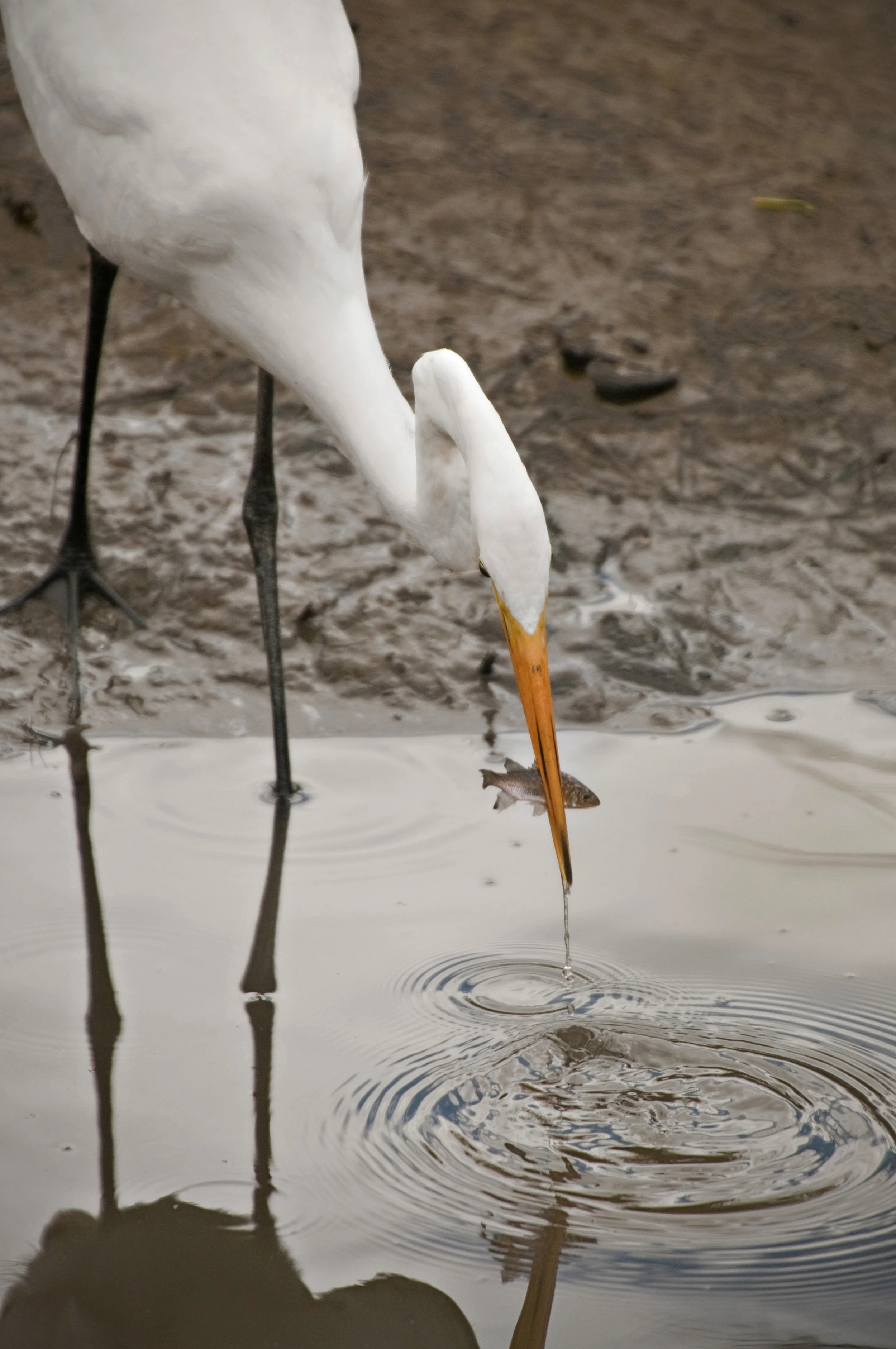 great white egret with a meal