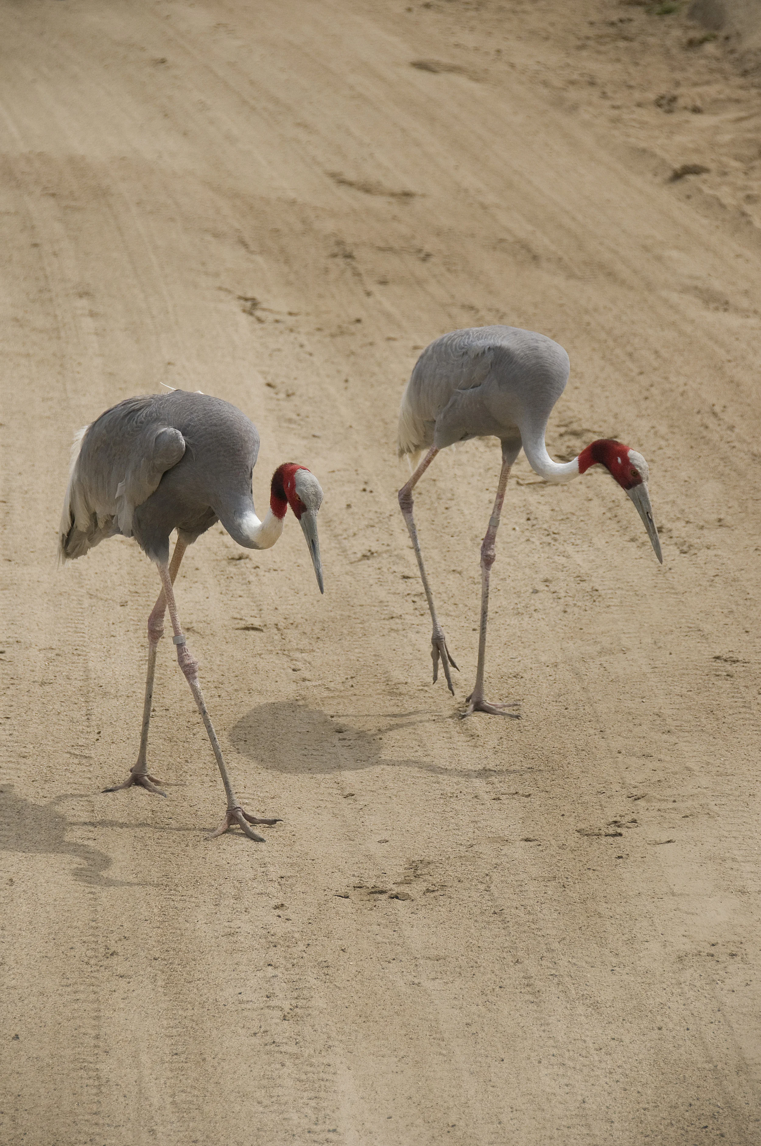 cranes