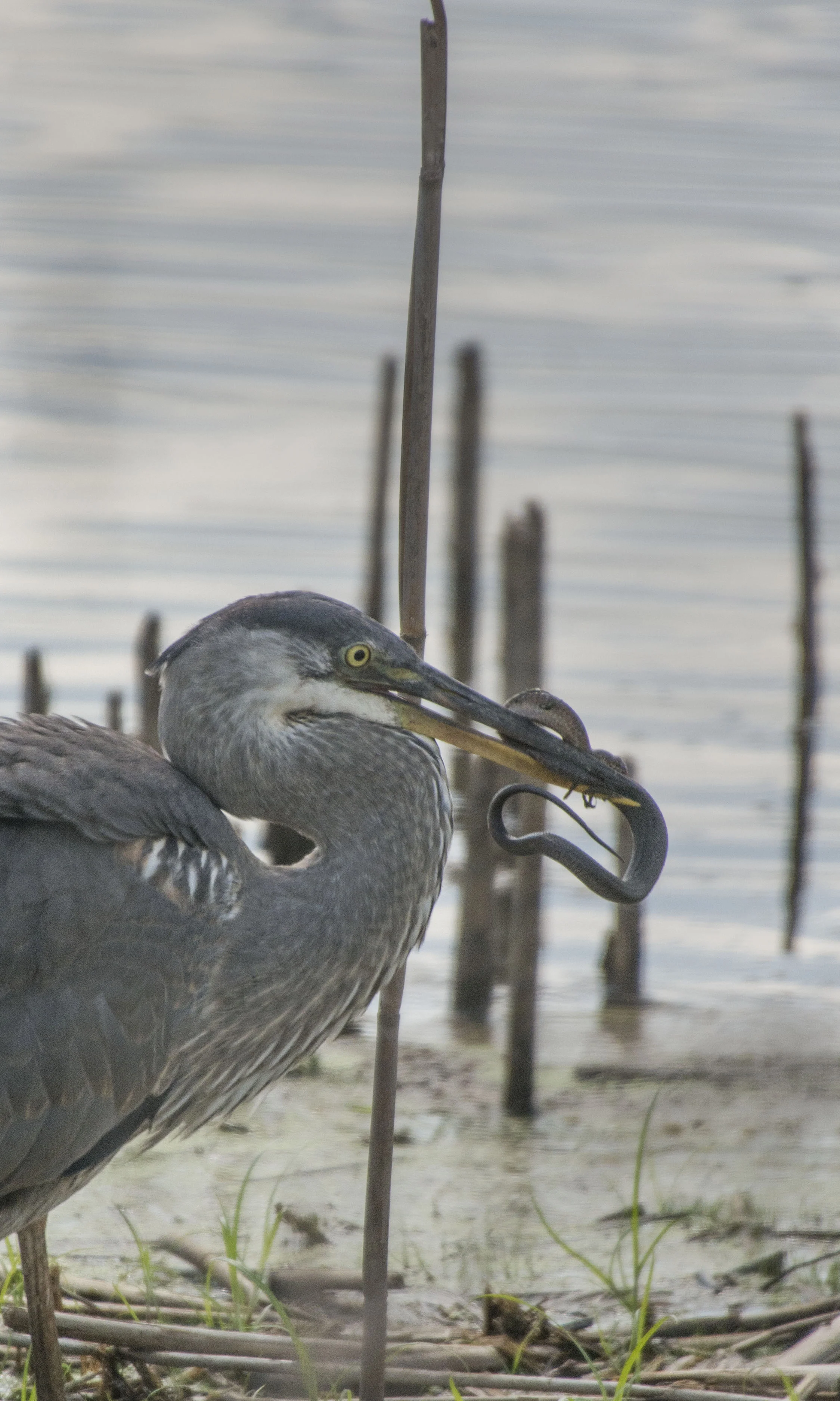 Great Blue Heron eating snake