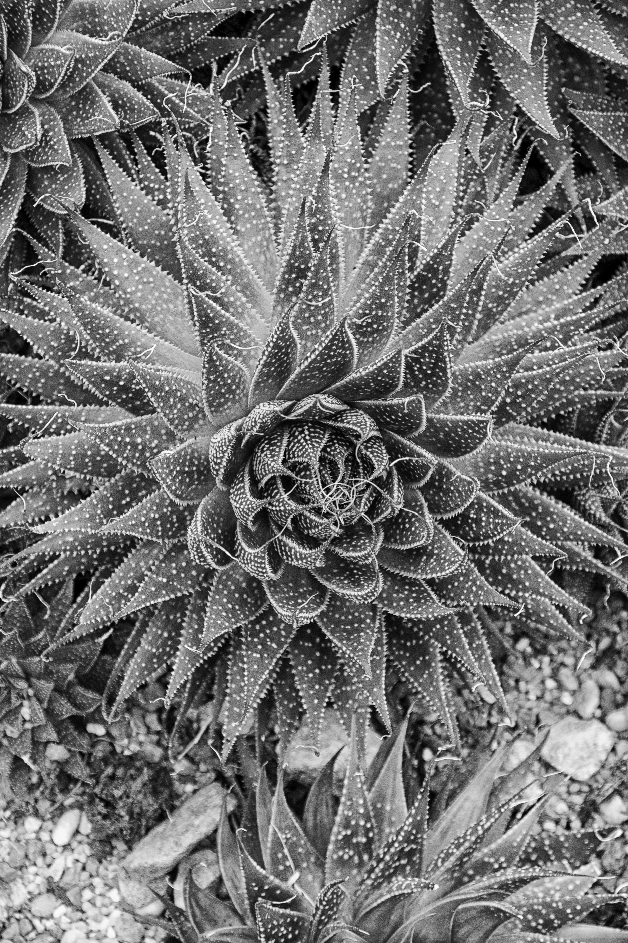 spikey plant