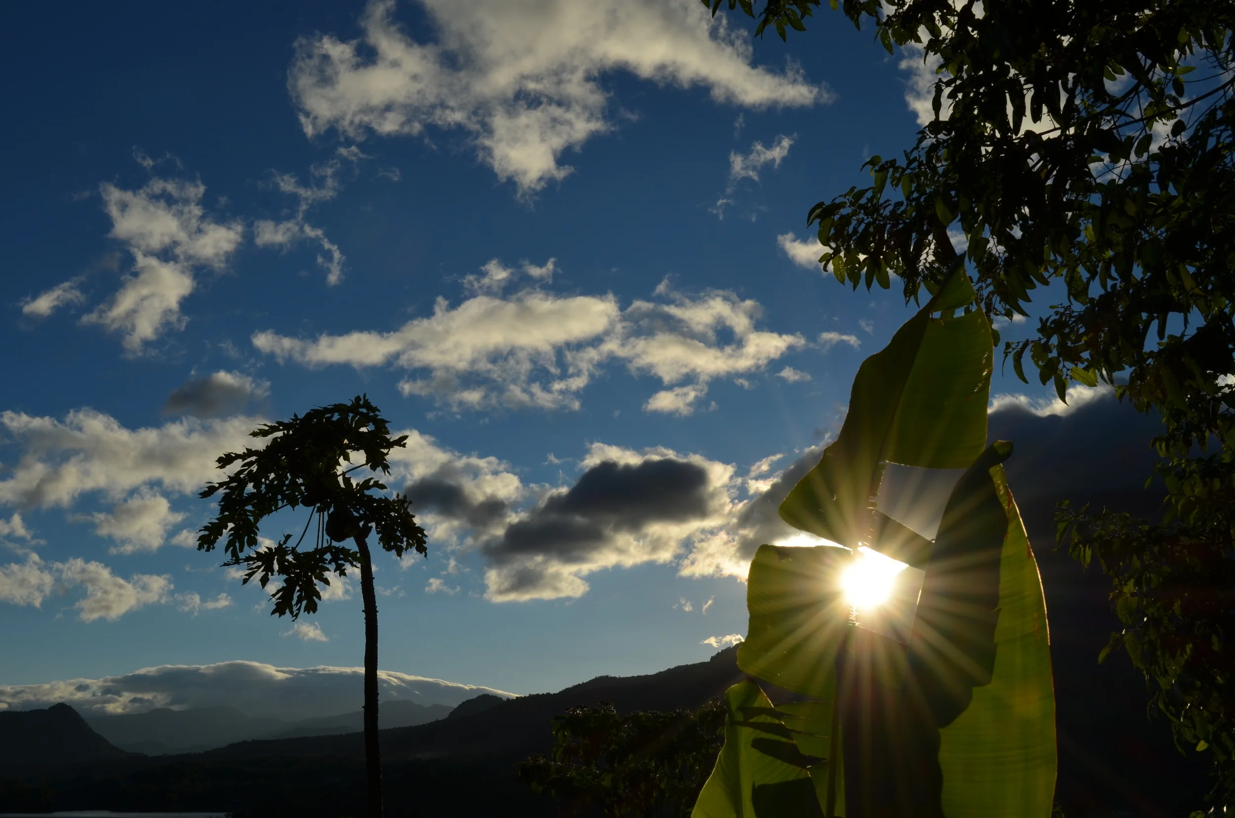 Sunlight_through_Leaf.jpg