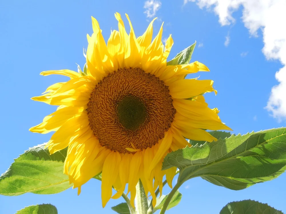 sunflower.jpg