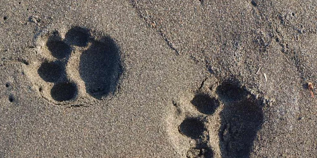Jaguar tracks in front of station.JPG
