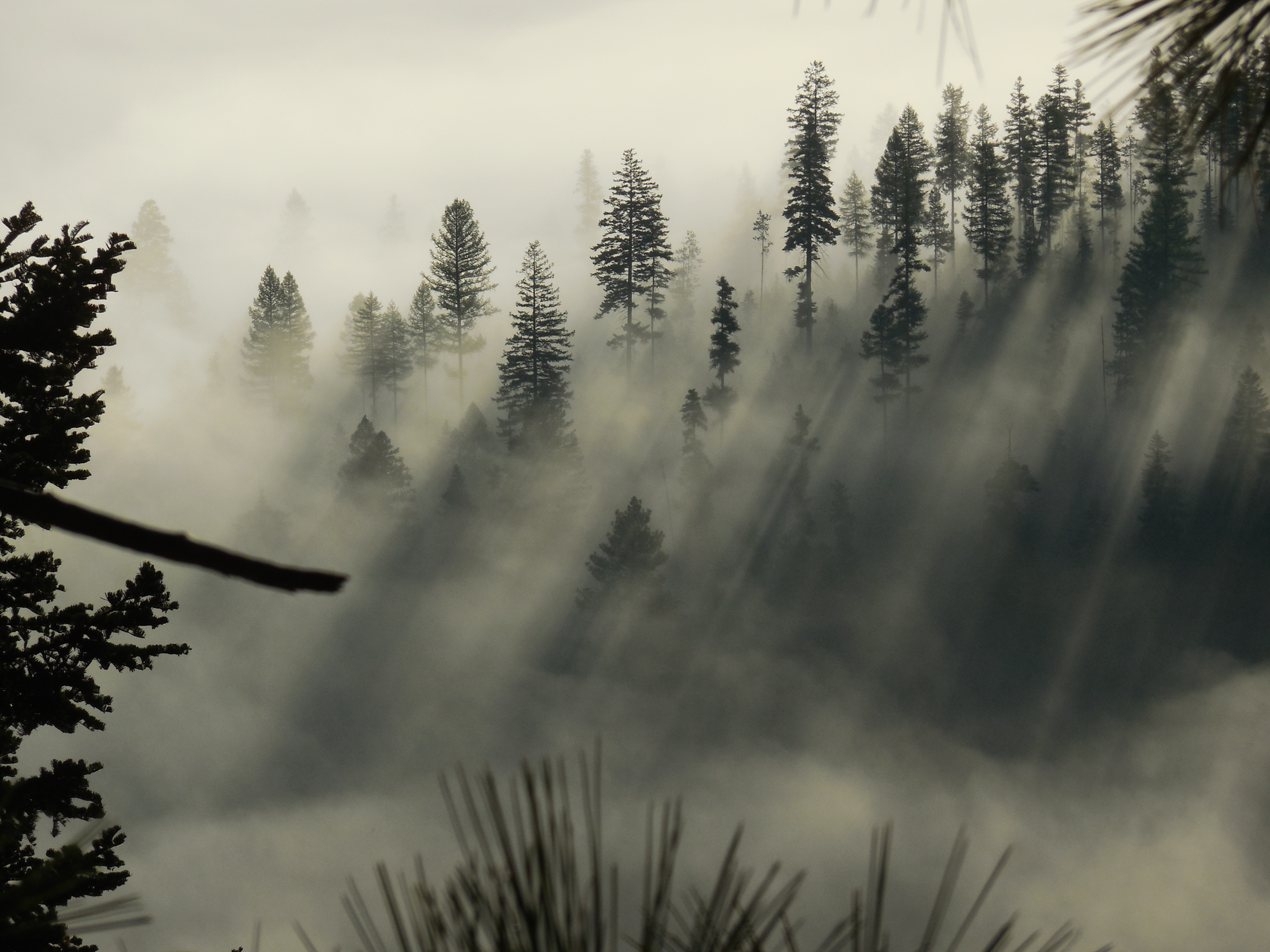 Mystical_Fog.jpg