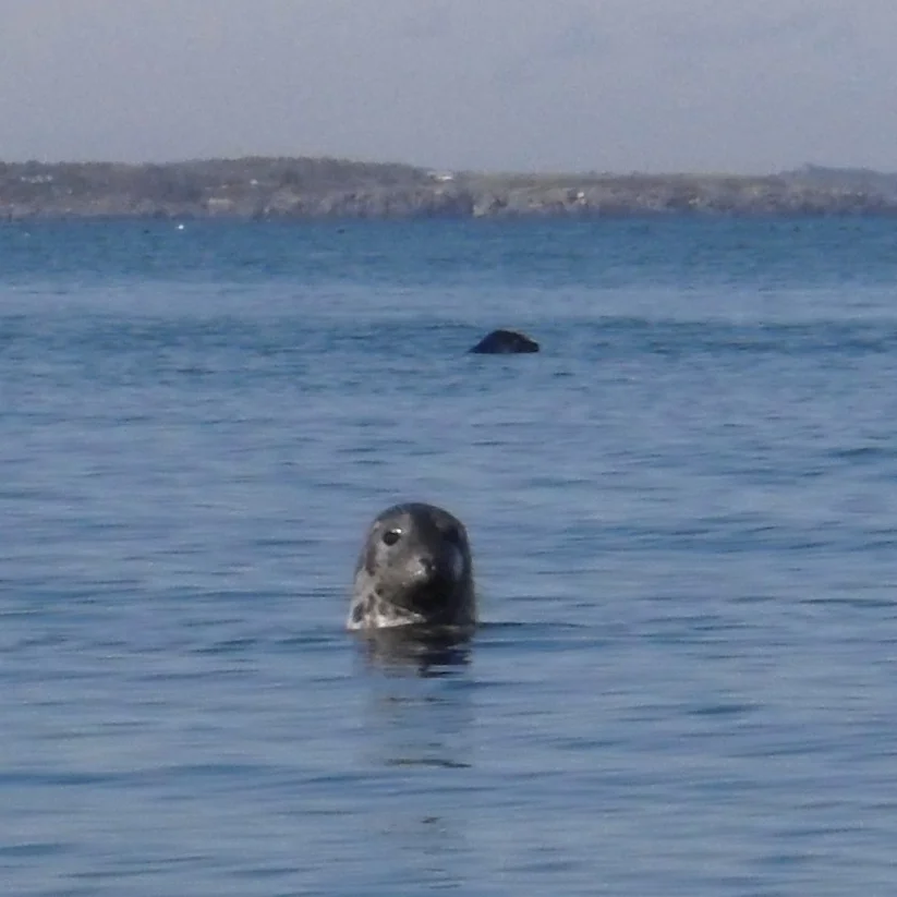 hbr seal2.jpg