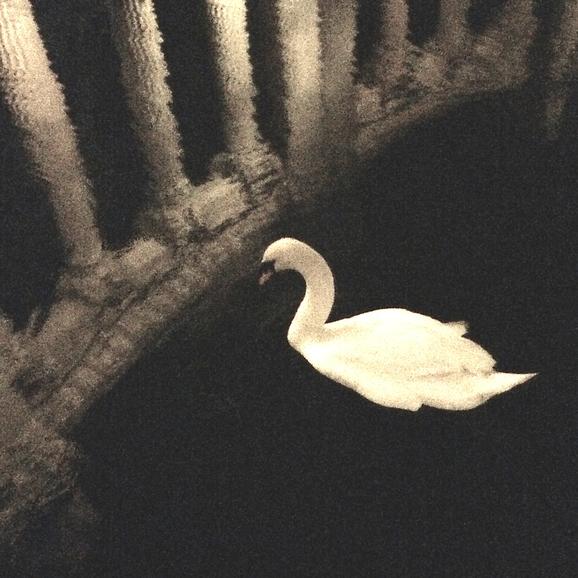 Swan, Palace of Fine Arts (Maybeck