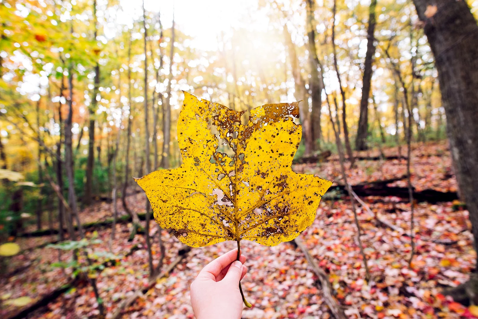 Sandrachile | Pittsburgh photographer