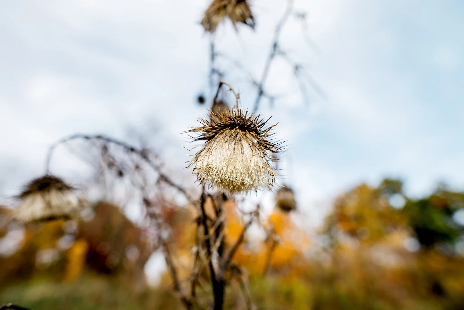 Sandrachile | Pittsburgh photographer