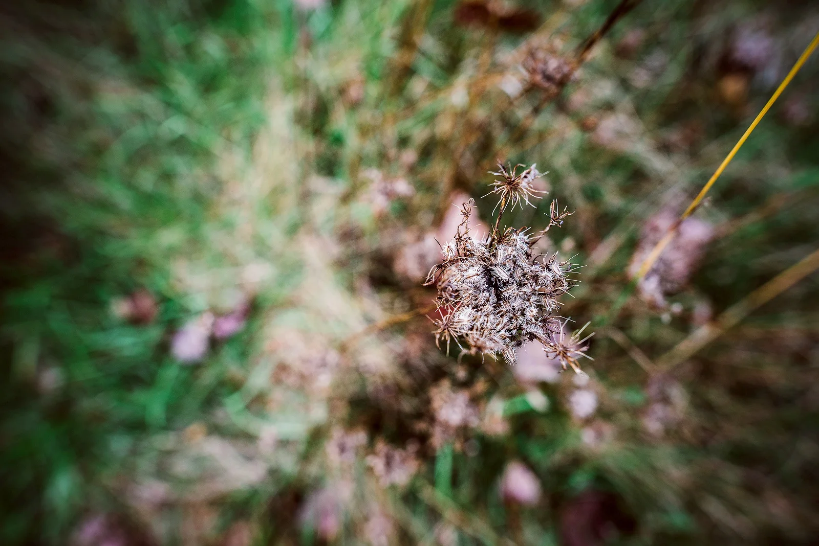 Sandrachile | Pittsburgh photographer