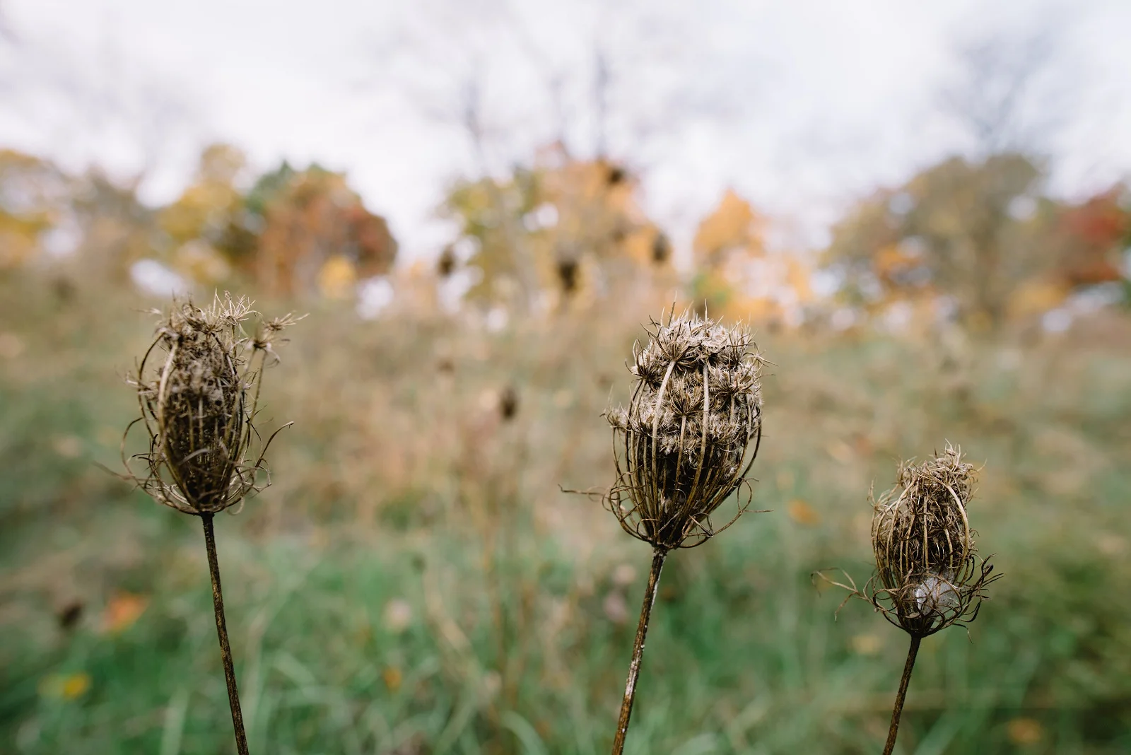Sandrachile | Pittsburgh photographer