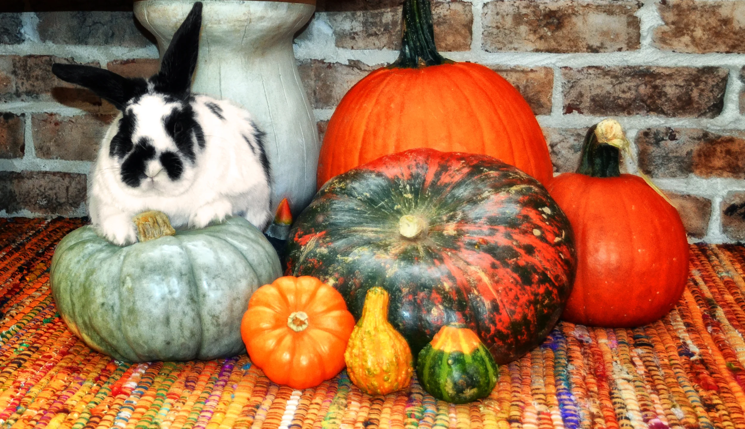 one day I came home to find Narwal kinda riding one of the pumpkins I had for decoration., It ended up being my favorite picture of him.
