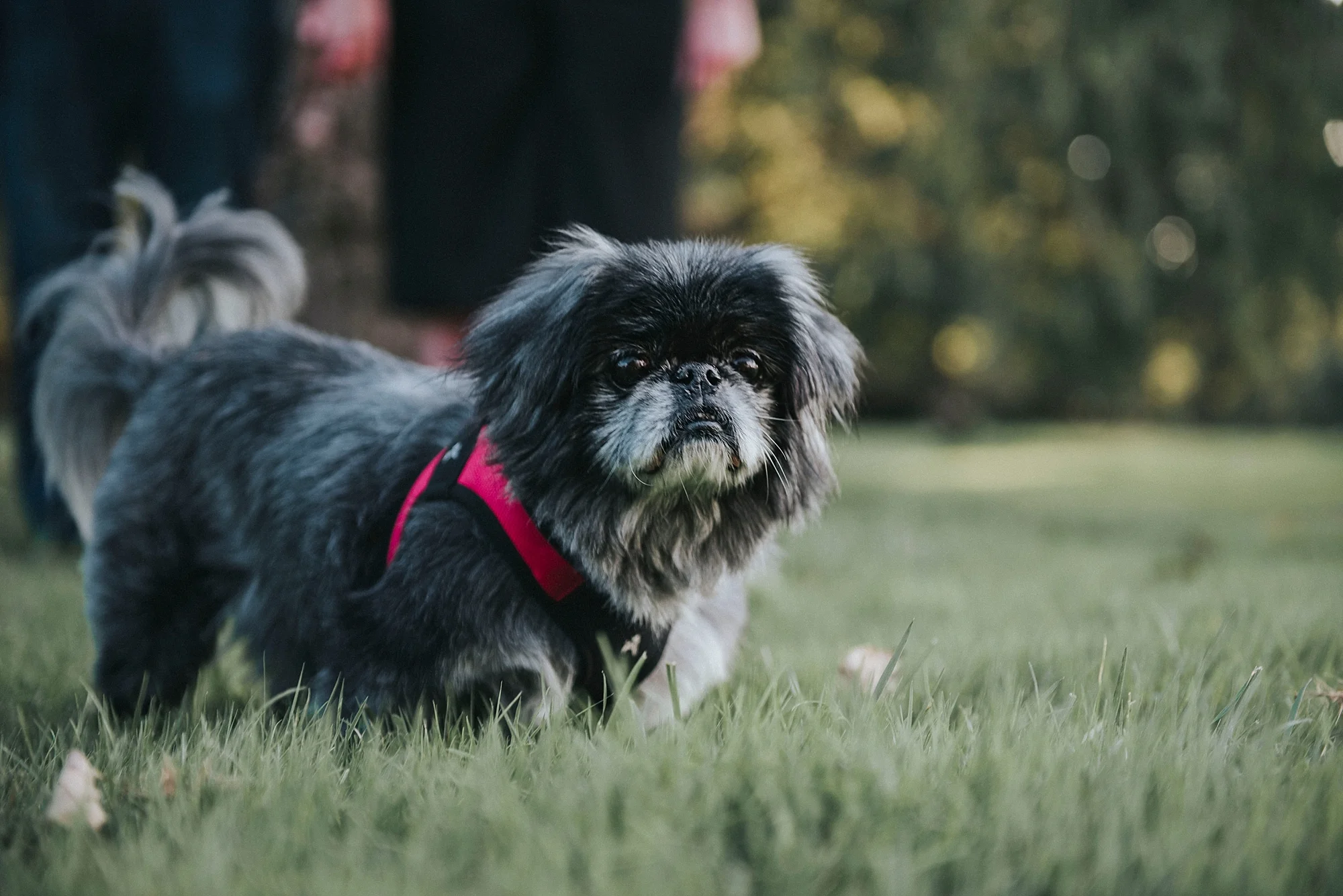 Pekingese picture by Sandrachile