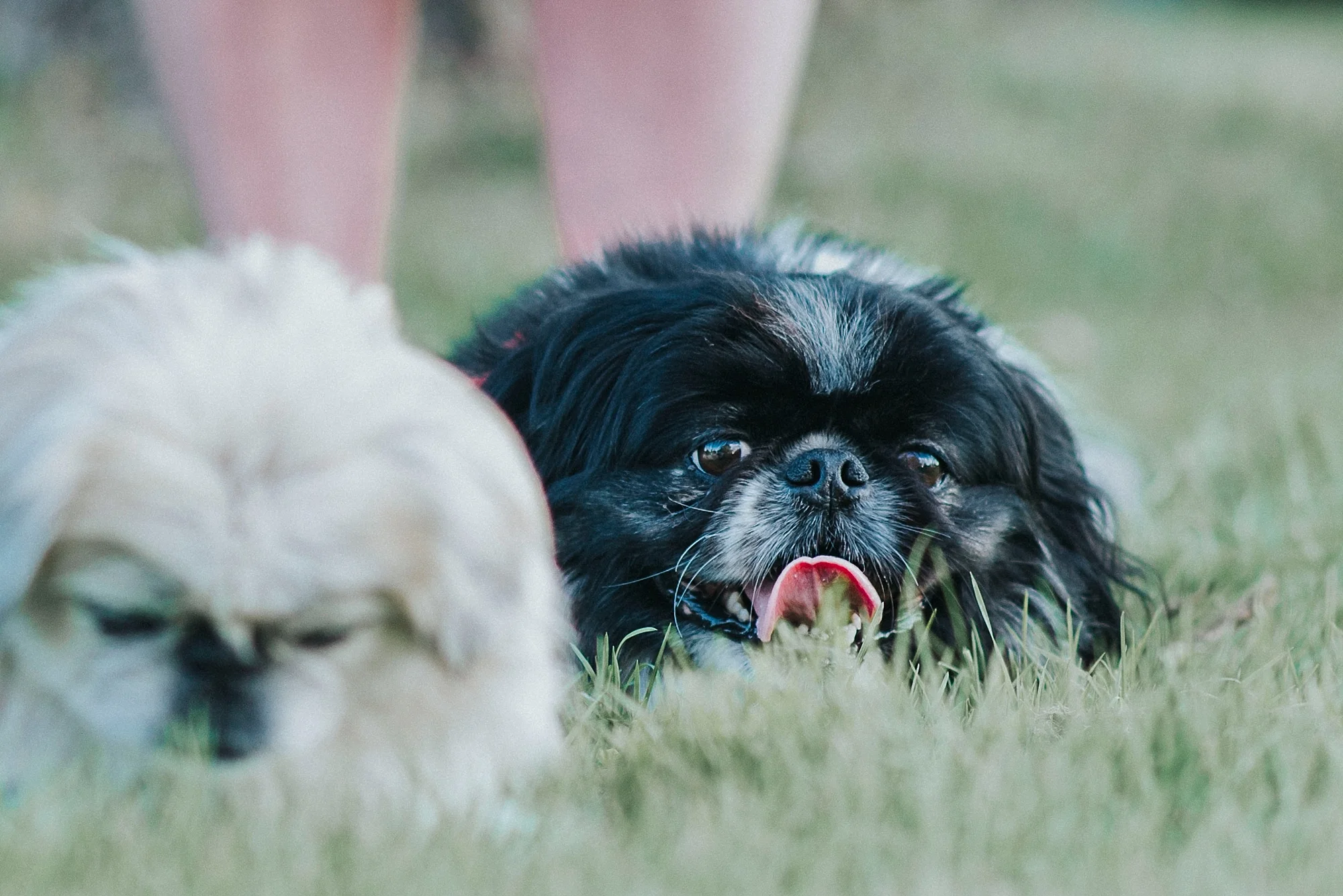 Pekingese picture by Sandrachile