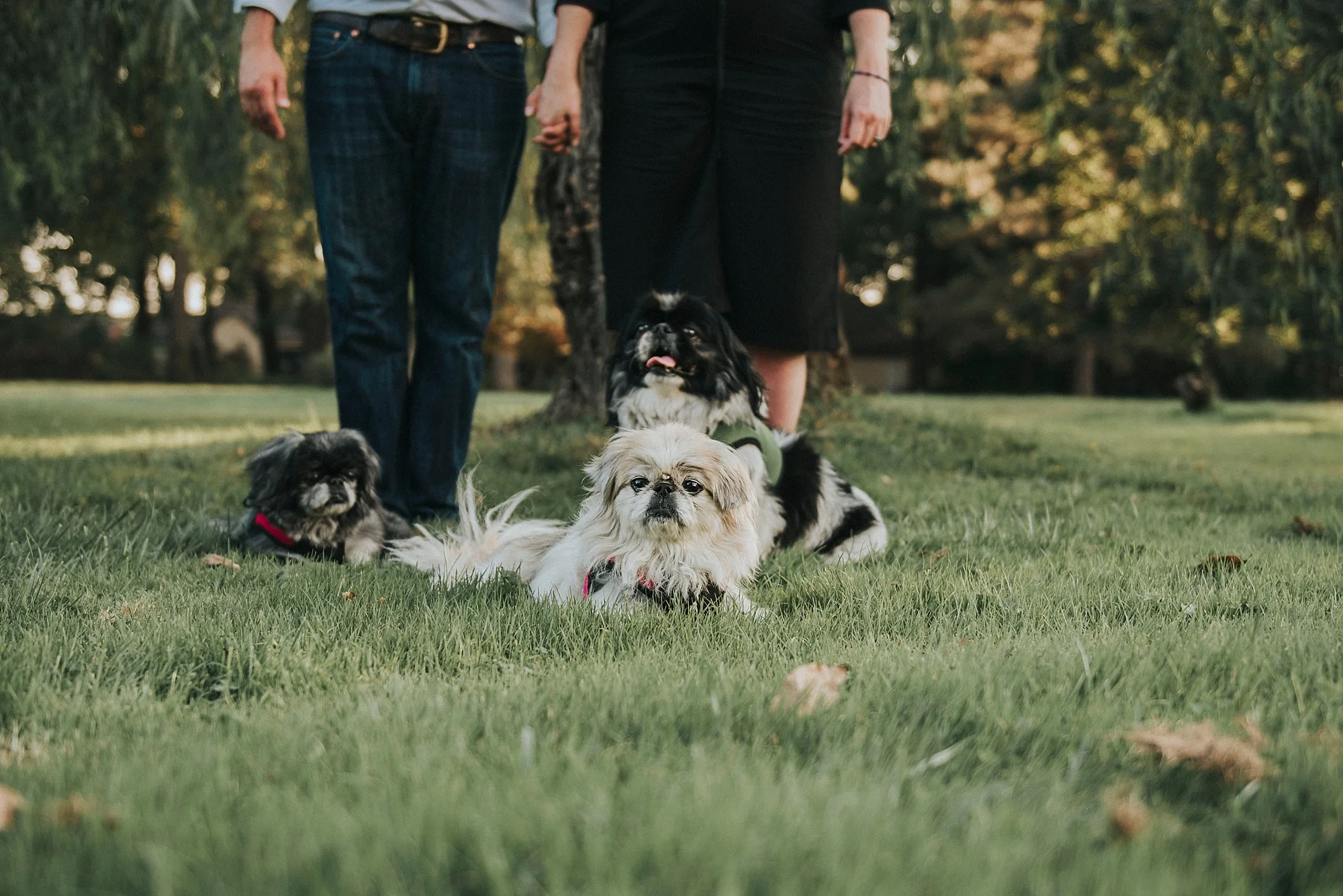 Engagement session with dogs