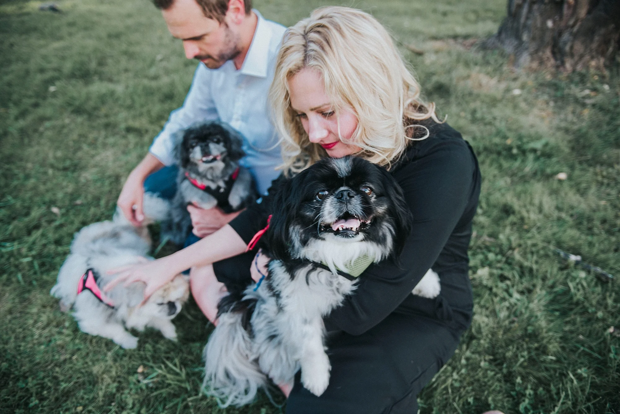 Engagement session with dogs