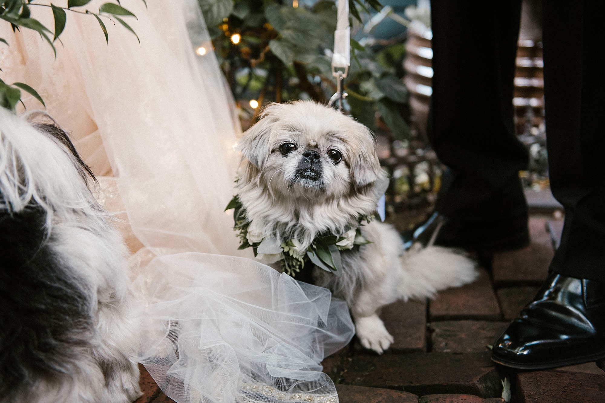 Dog with flower crown wedding