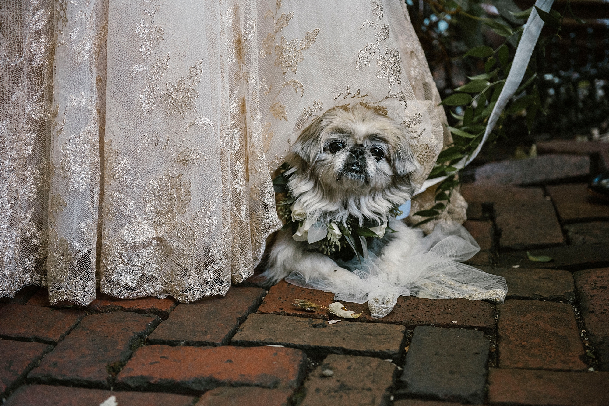 Wedding with dog Pittsburgh fun wedding