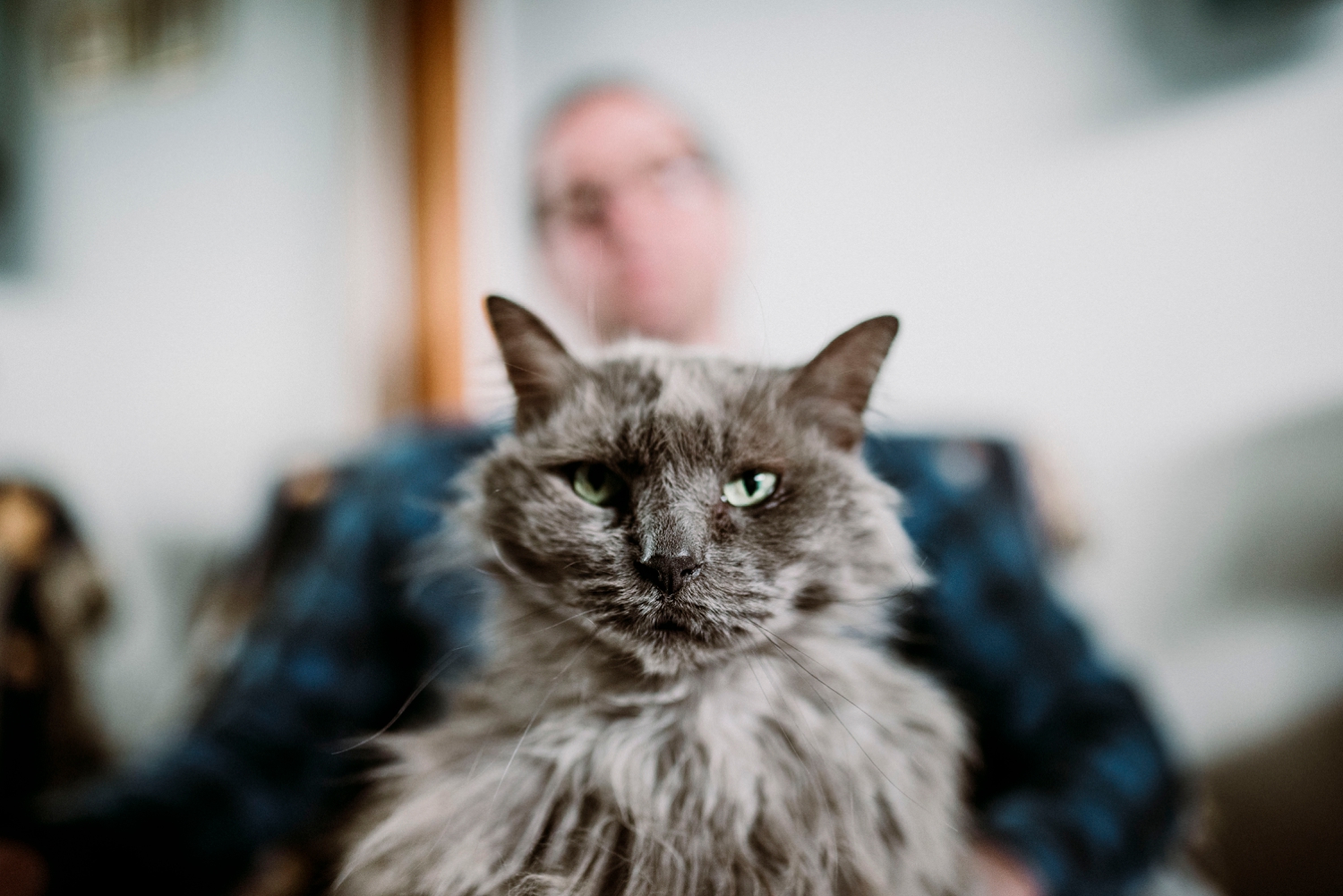 Cats are family too